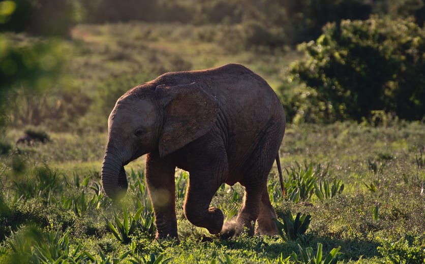 Addo Elephant National Park, Addo, South Africa.jpg