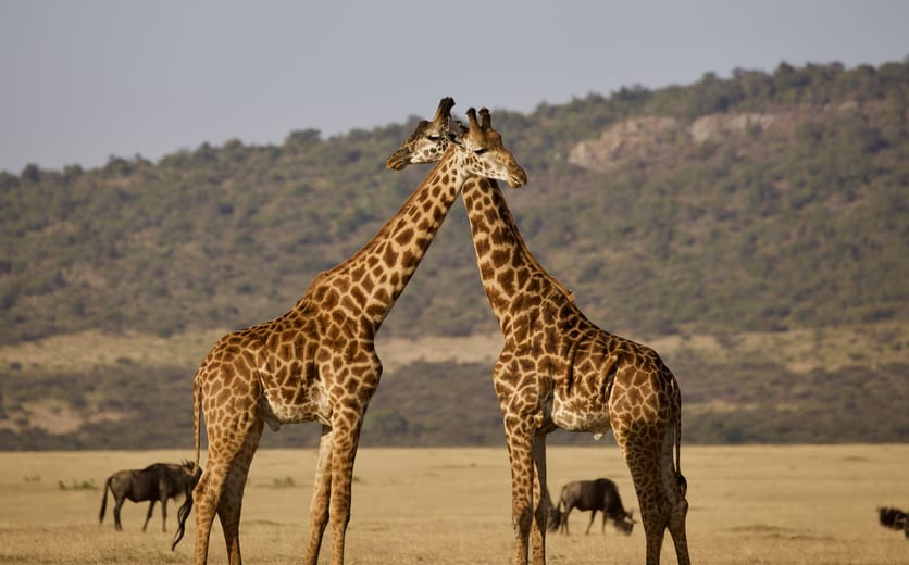 Giraffes crossing heads taken on safari in Tamzania.jpeg