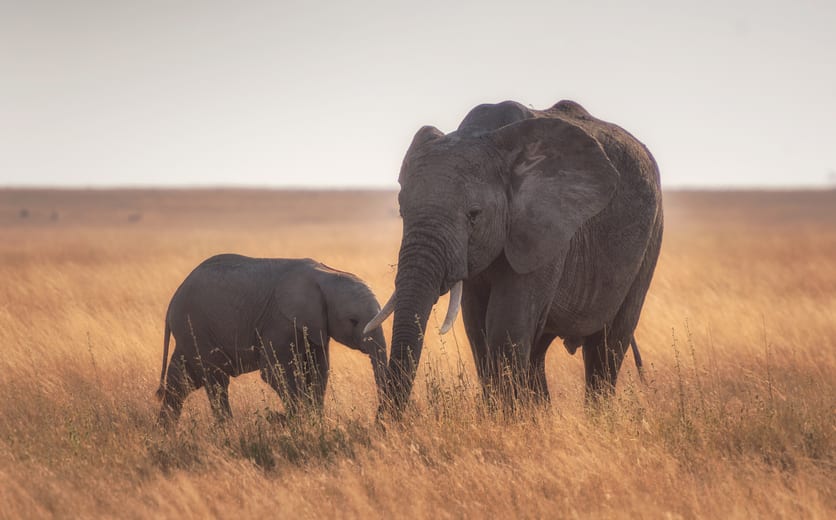 Mother and baby elephants in Serengeti.jpeg