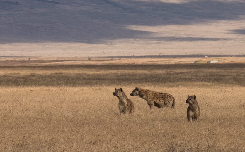 Ngorongoro Crater, Tanzania.jpeg