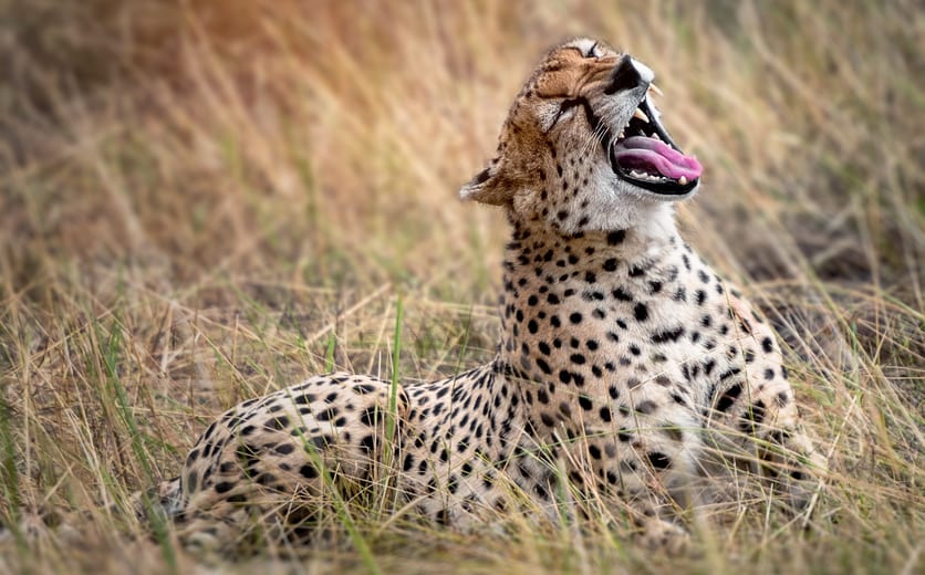 Serengeti, Tanzania.jpeg