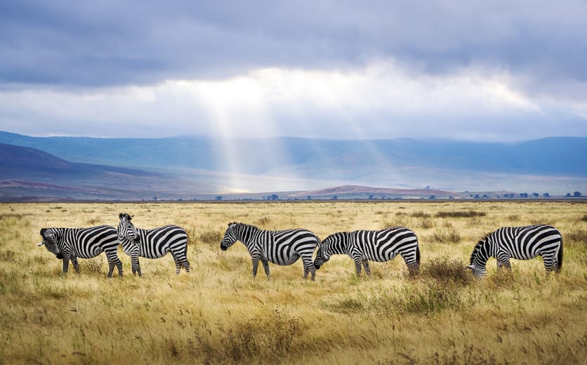 Zebras in Ngorongoro Crater, Tanzania.jpeg