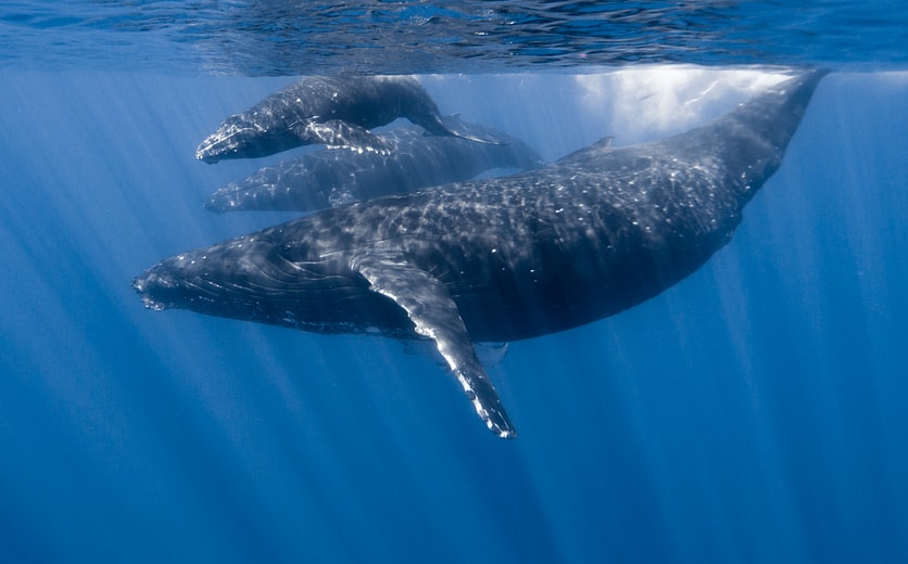 shutterstock_1090961450 - Humpback Whales in Hawaii .jpg