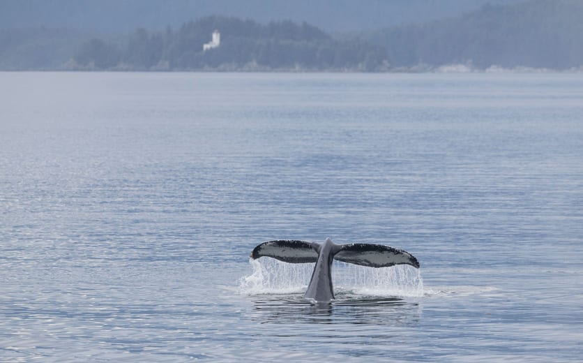 SBN_ABC_RSAY17_Humpback Whale_Juneau_Alaska.jpg