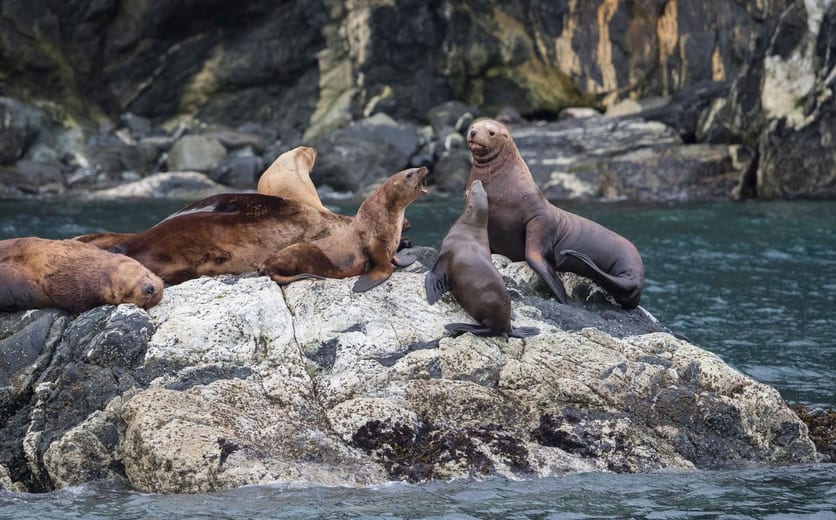 SBN_ABC_RSAY17_Steller Sea Lions_Inian Islands_Alaska.jpg
