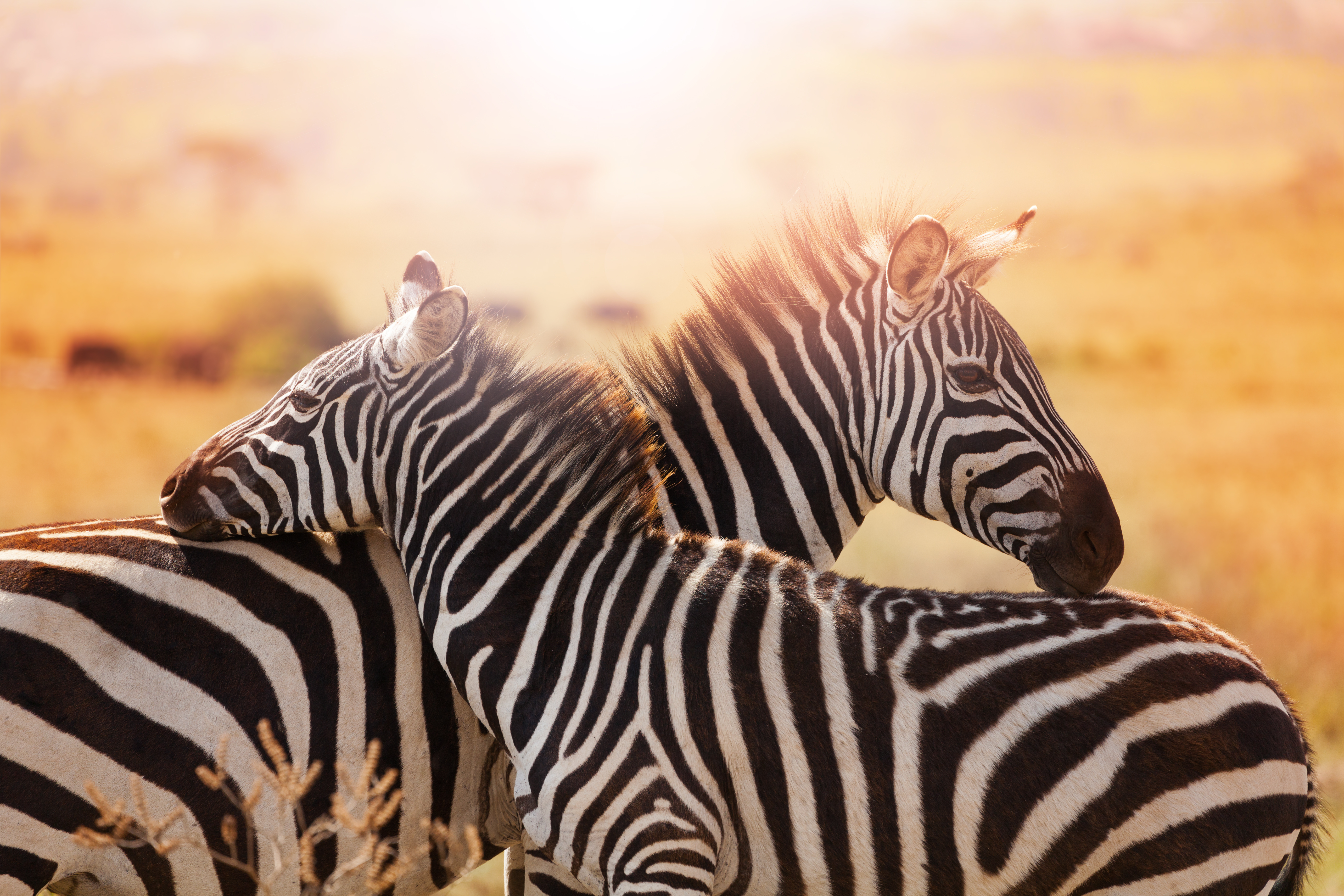 South Africa Tours