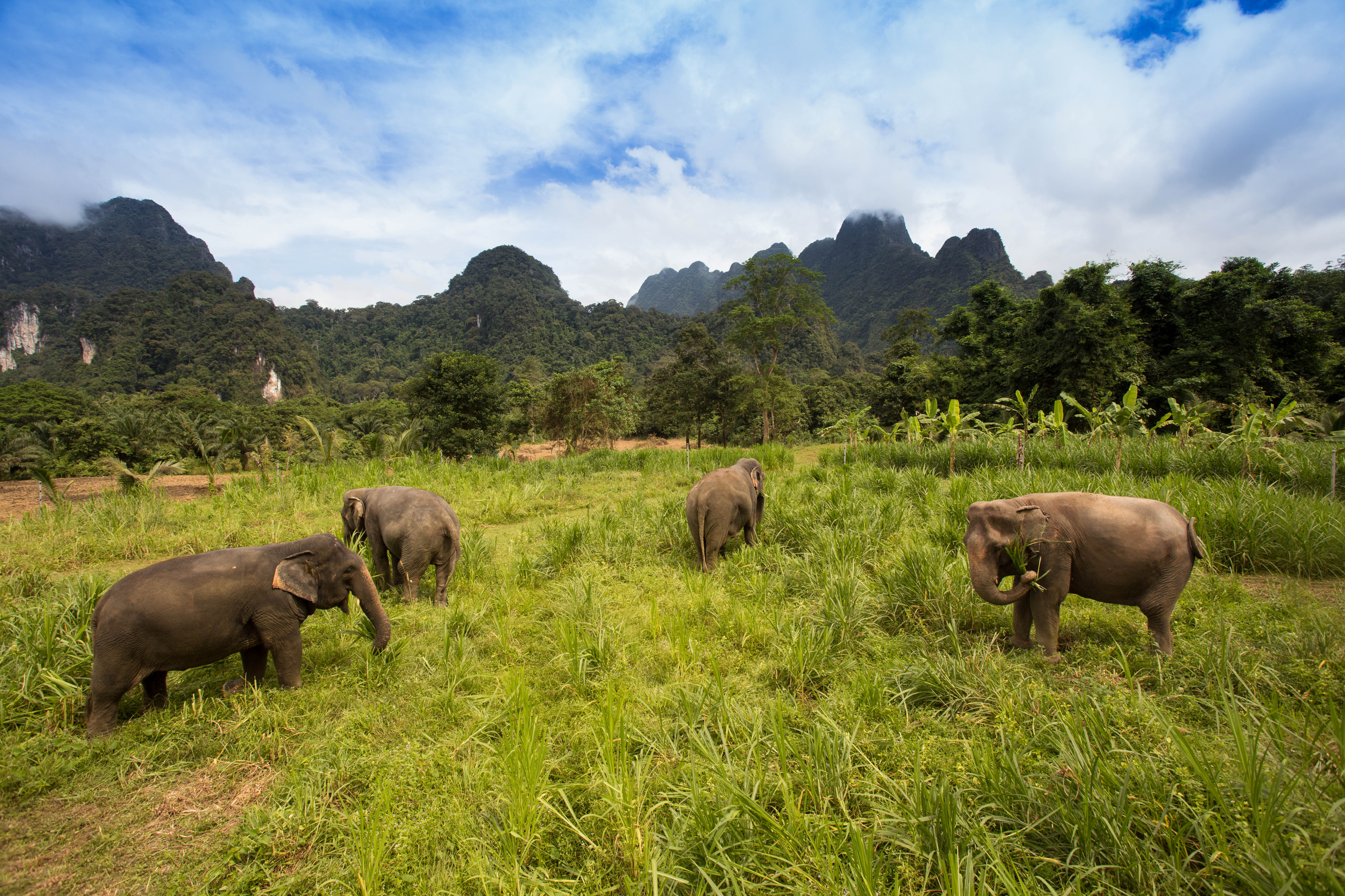 Elephant Hills & Beach Getaway