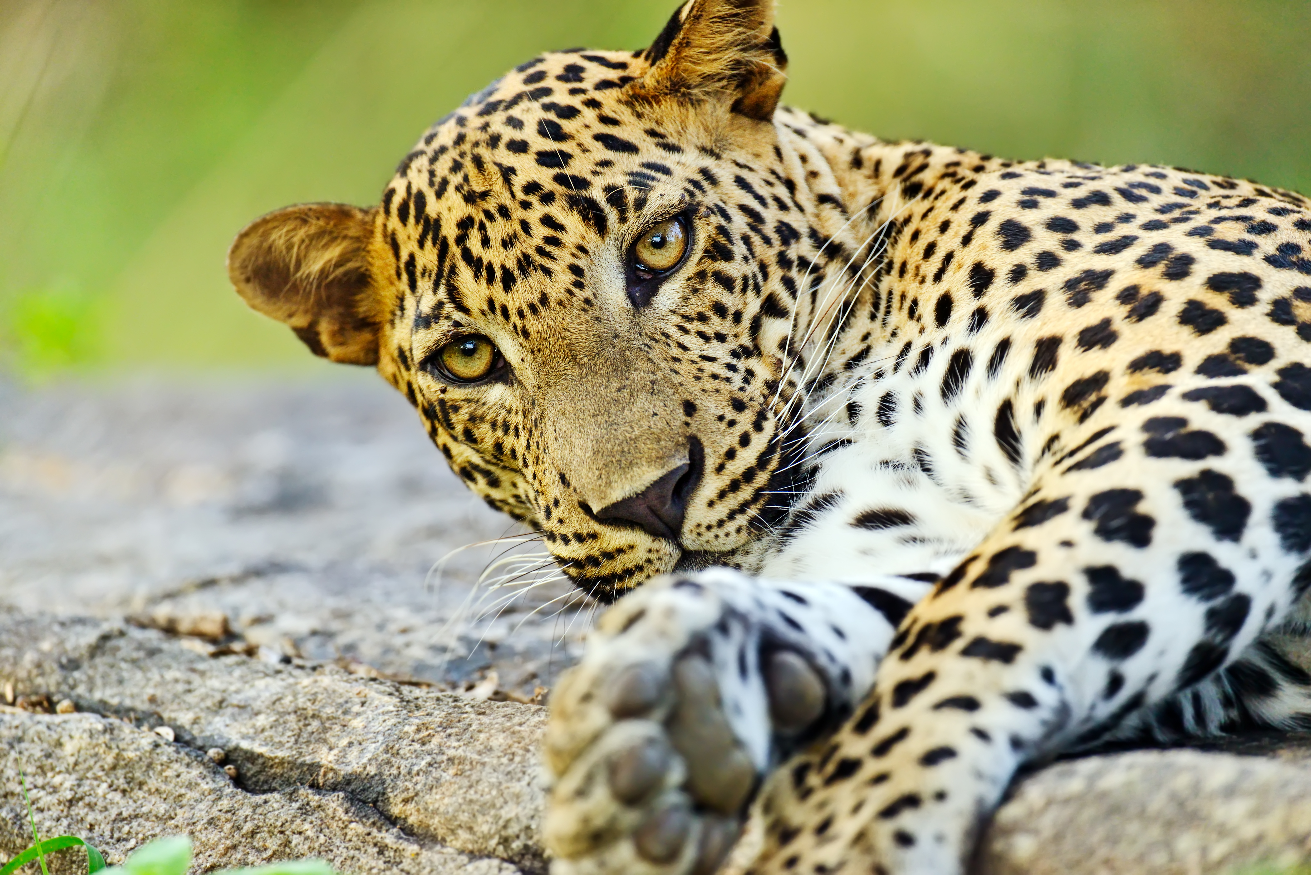 Sri Lanka Wildlife Tour