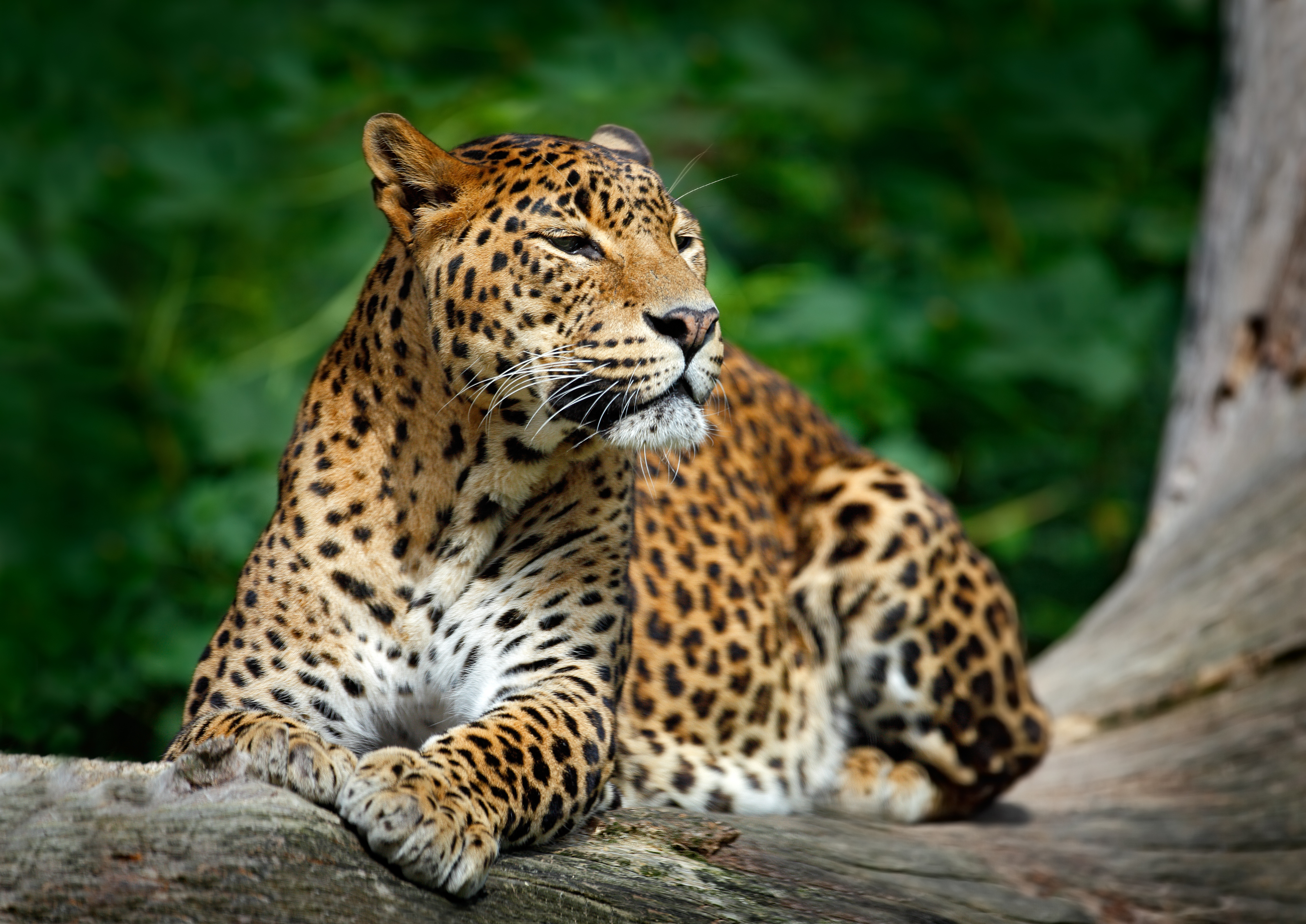 Yala National Park Safari