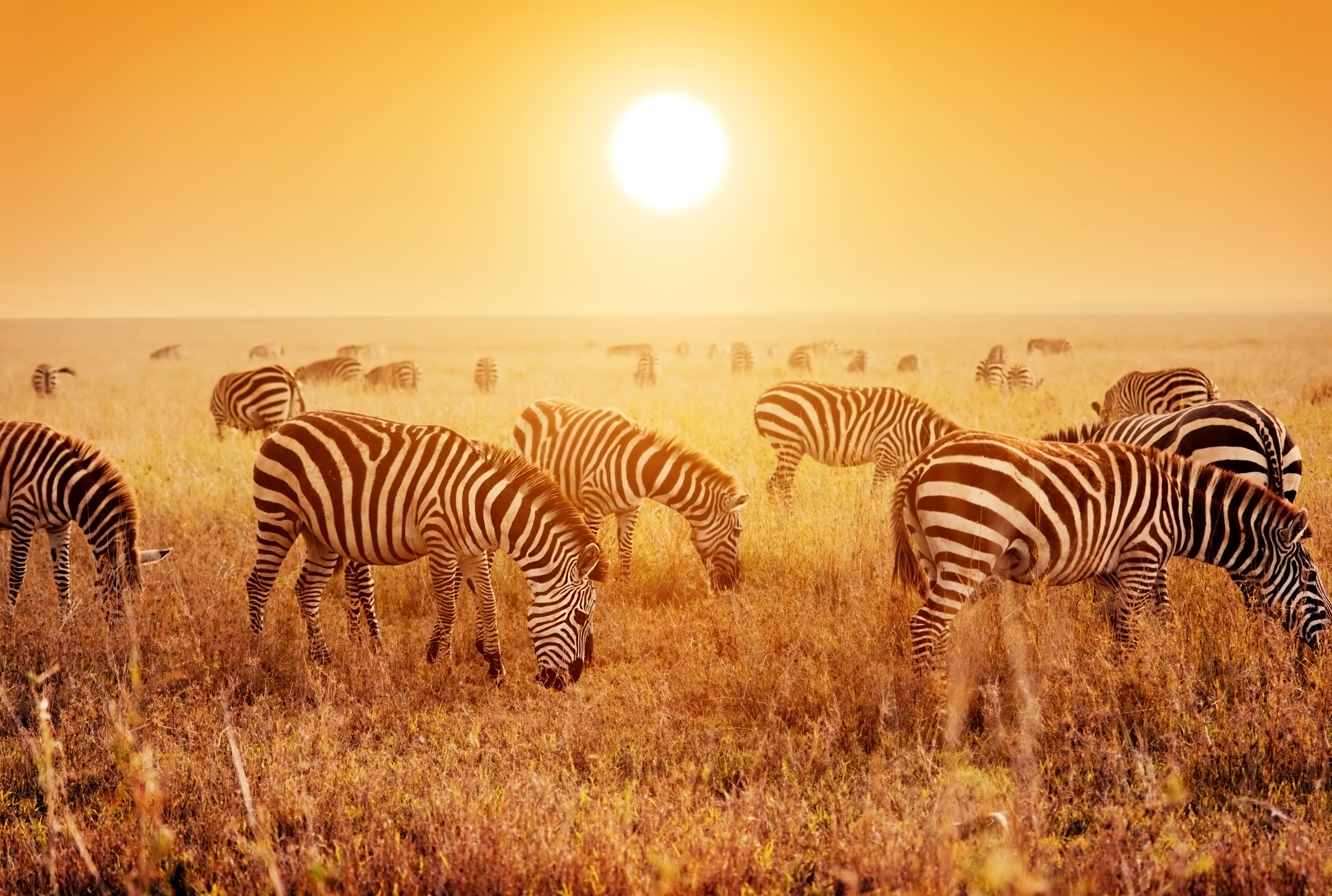 Tanzania National Parks Tour