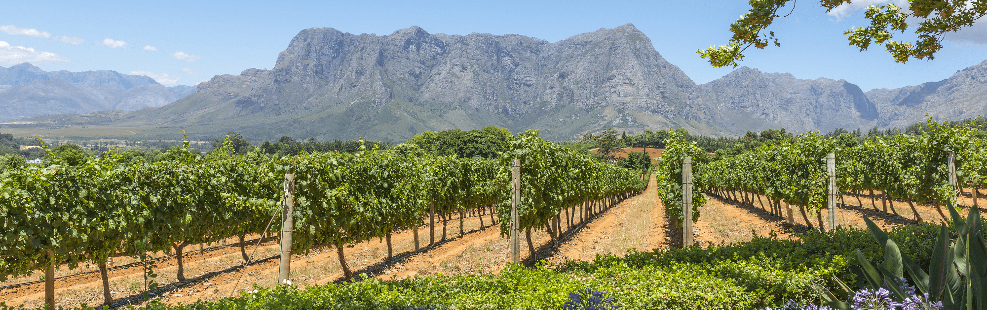 winelands1