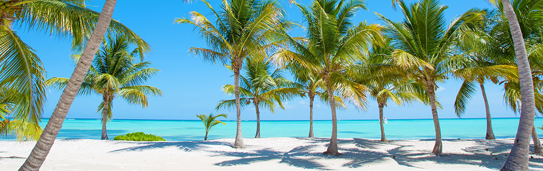 the-palm-beaches